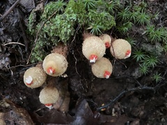 Calostoma ravenelii