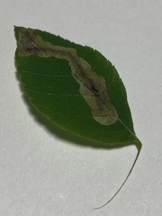 Cameraria caryaefoliella