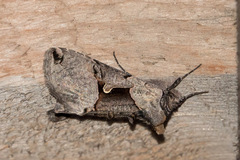 Autographa ampla