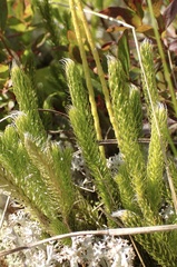 Lycopodium clavatum