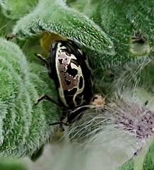 Zygogramma piceicollis