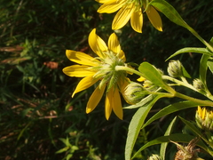 Helianthus giganteus