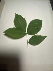 Cameraria caryaefoliella