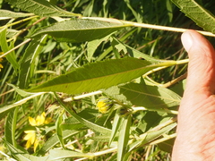 Helianthus giganteus