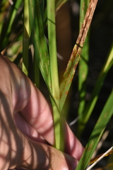 Schoenoplectus tabernaemontani