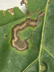 Stigmella