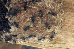 Metapolybia