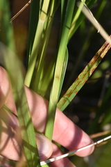 Schoenoplectus tabernaemontani