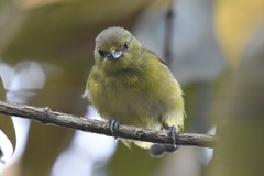 Euphonia laniirostris