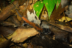 Plethodon yonahlossee