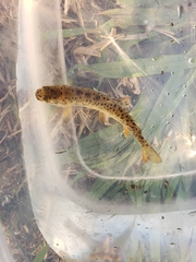 Oncorhynchus clarkii