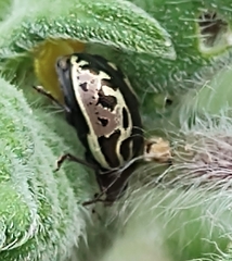 Zygogramma piceicollis