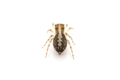 Maeota