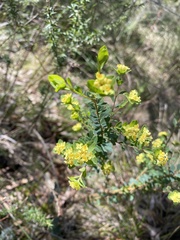 Pimelea flava