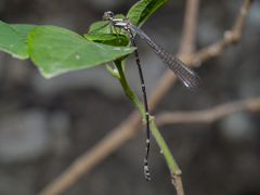 Nososticta impercepta