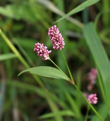 Persicaria maculosa
