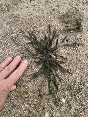 Panicum dichotomiflorum