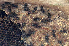 Metapolybia