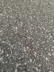 Lampropeltis triangulum