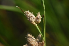 Schoenoplectus tabernaemontani
