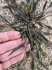 Panicum dichotomiflorum