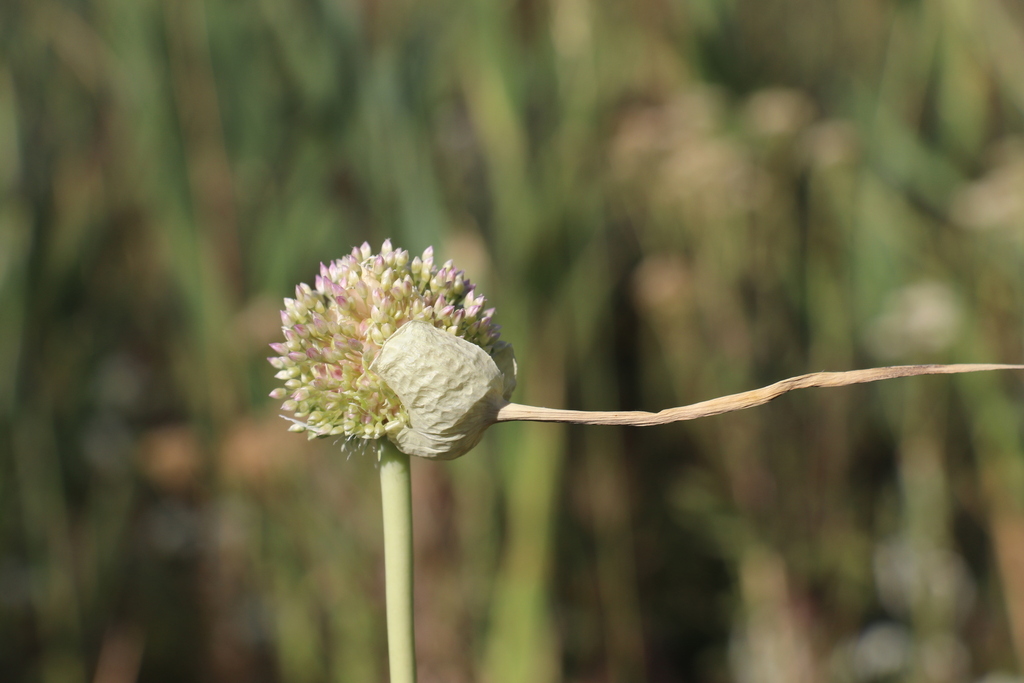 Garlic plants growing with upright green leaves