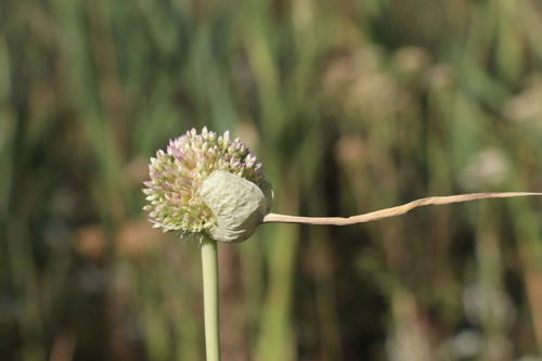 Allium sativum iNat (1)