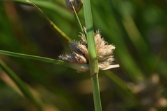 Schoenoplectus tabernaemontani