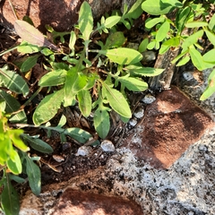 Capsella bursa-pastoris