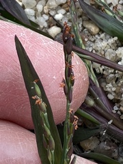 Panicum dichotomiflorum