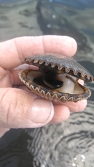 Argopecten irradians