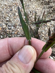 Panicum dichotomiflorum