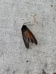 Virbia laeta