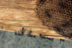 Metapolybia