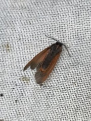 Virbia laeta
