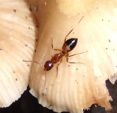 Formicidae