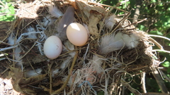 Zenaida macroura carolinensis