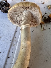Cortinarius caperatus