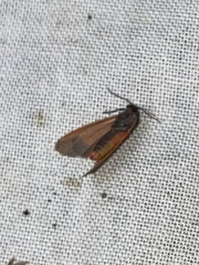 Virbia laeta