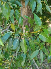 Populus