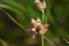Schoenoplectus tabernaemontani