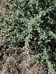 Ceanothus cordulatus