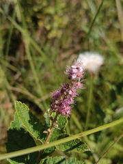 Spiraea tomentosa
