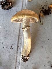 Cortinarius caperatus