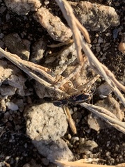 Bagrada hilaris