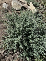 Ceanothus cordulatus