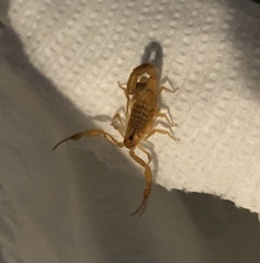 Centruroides vittatus