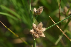 Schoenoplectus tabernaemontani