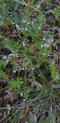 Hedeoma hyssopifolia