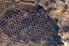 Metapolybia